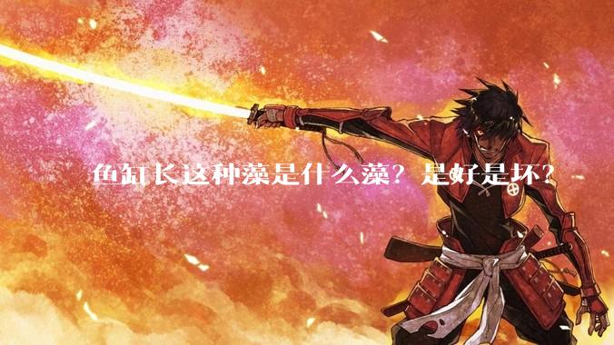 鱼缸长这种藻是什么藻?是好是坏?